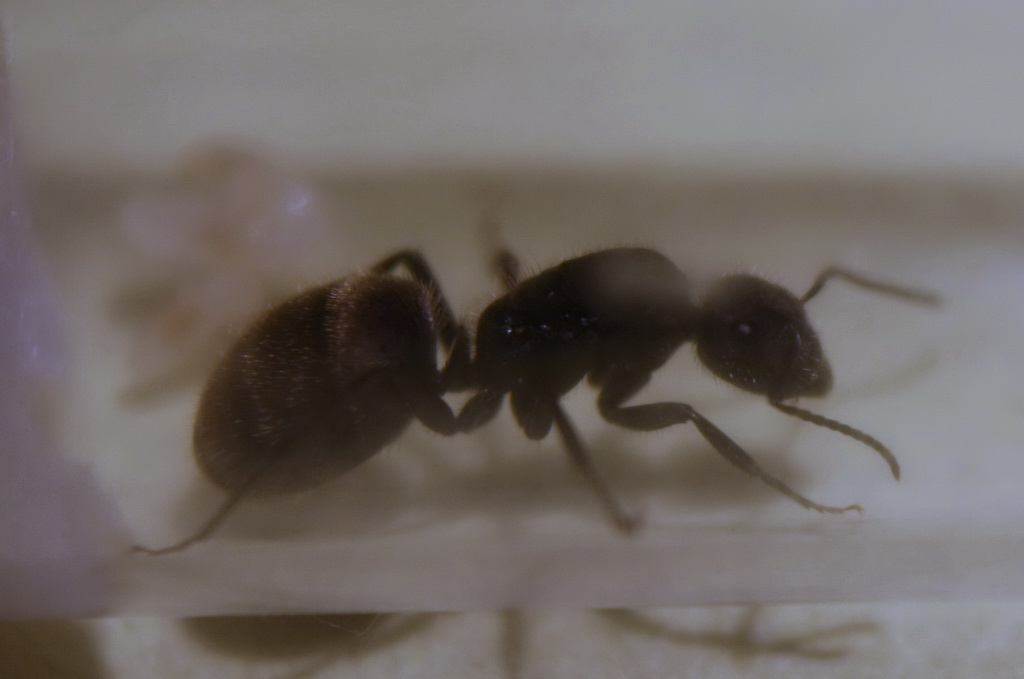 reinita camponotus de HL_nano