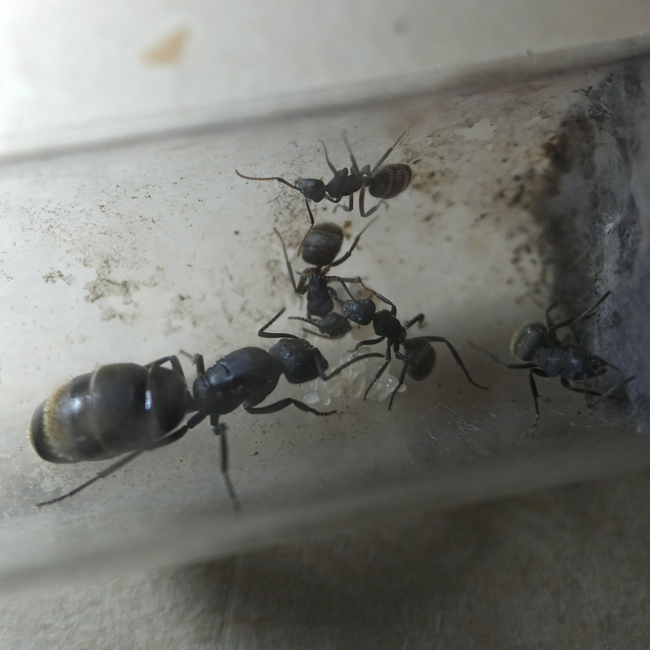 Camponotus mus - 26/10/20
