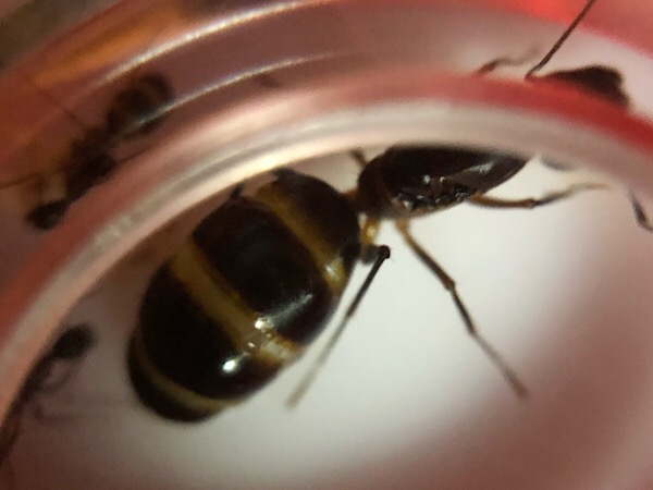 Reina de Camponotus barbaricus