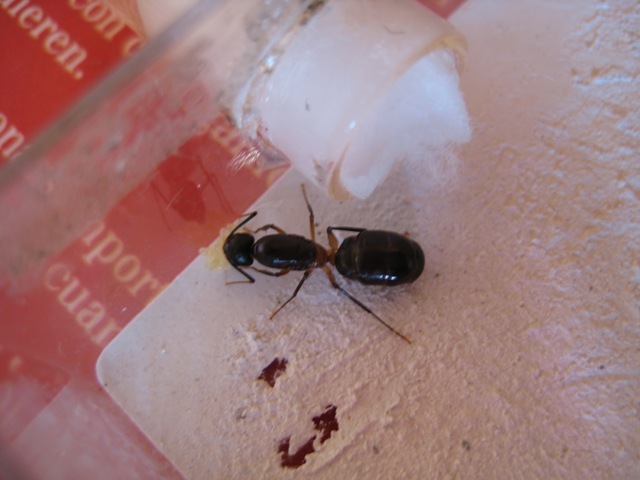 Camponotus huevos