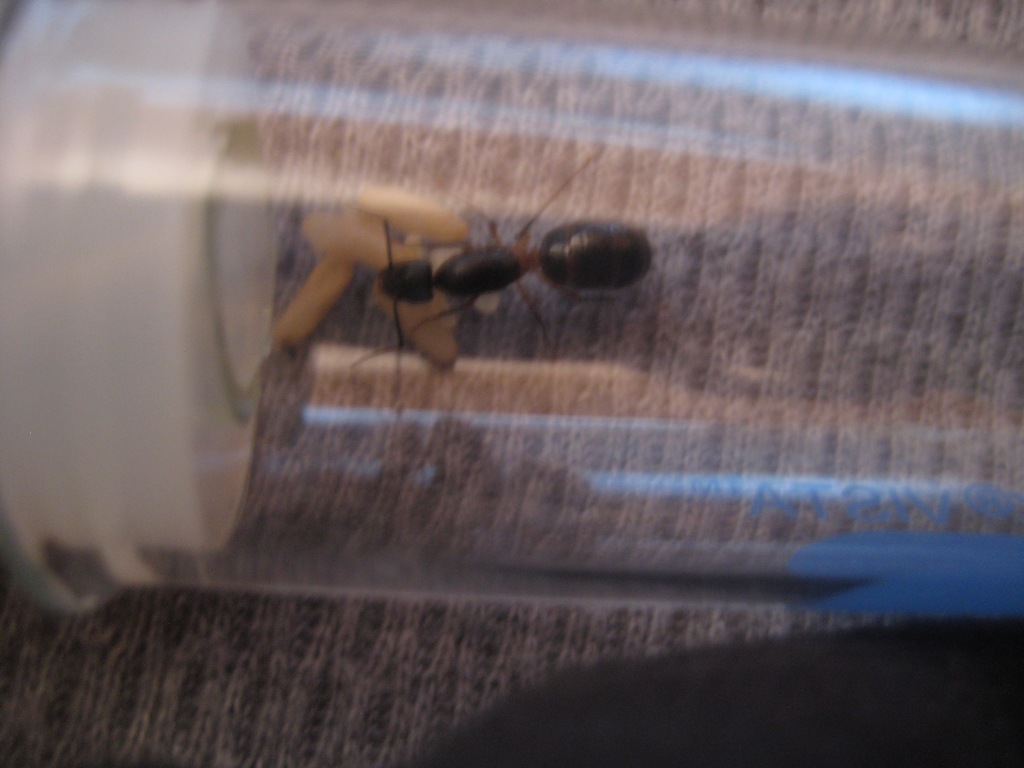 Camponotus barbaricus, pupas