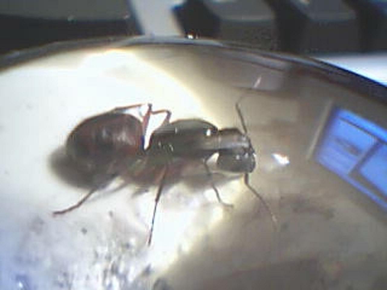 camponatus creo