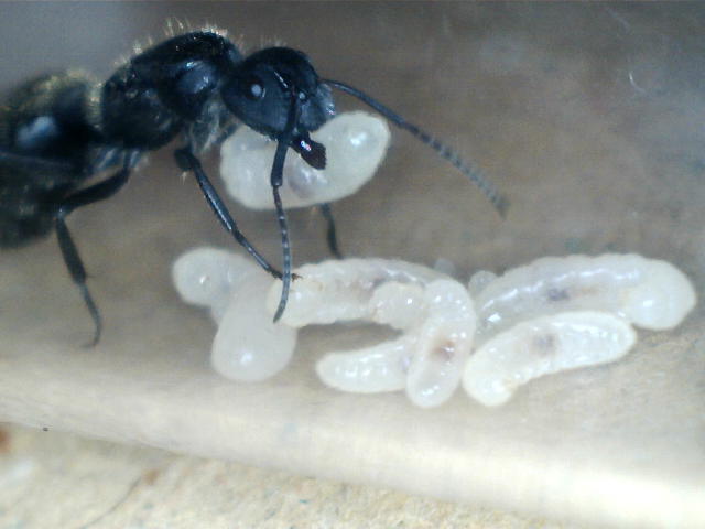 Camonotus mus con larvas