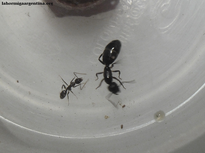 Camponotus rufipes (Jazmin) 23 enero #3