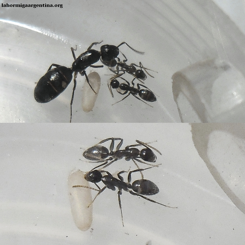 Camponotus rufipes (Jazmin) 23 enero #5