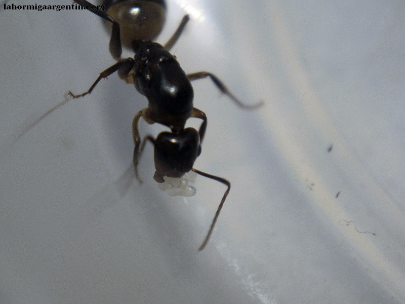Jesusa Camponotus substitutus 5 Enero, 2015.