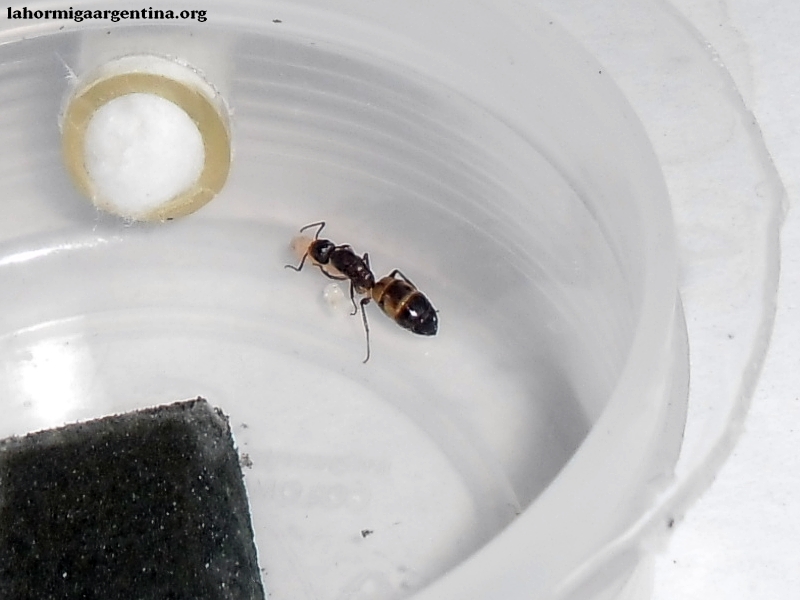 Camponotus substitutus (Jesusa)