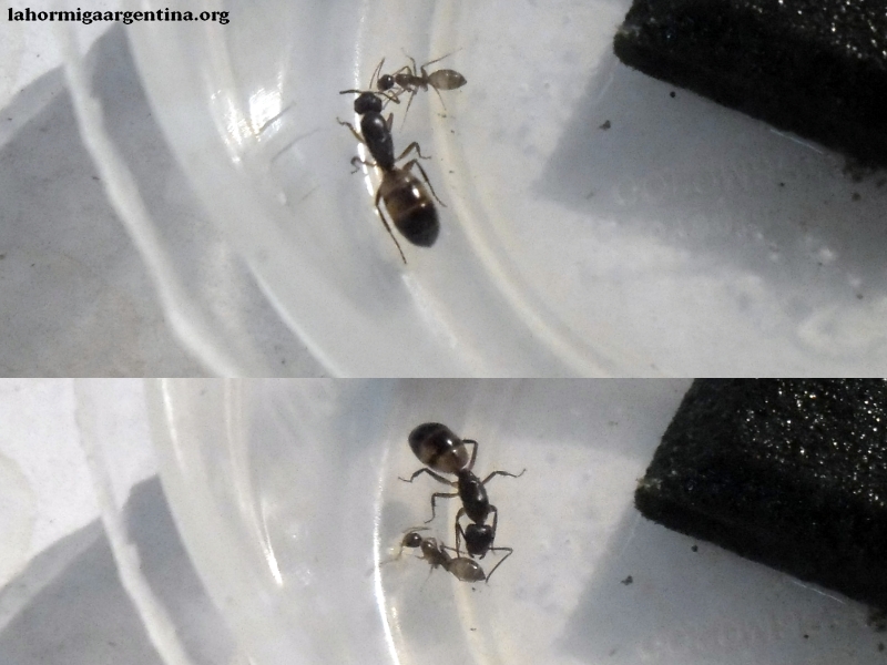 Camponotus substitutus (Jesusa 3 de enero)