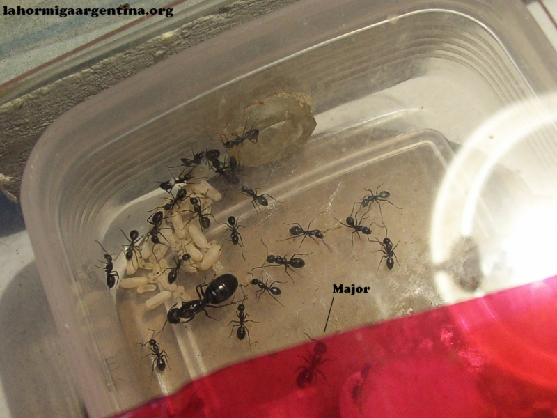 Camponotus sp (Lucrecia) 25_Oct_2