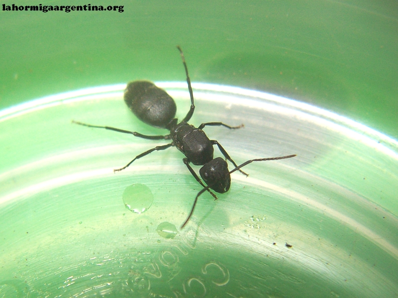 Camponotus sp (Lucrecia2)_20_Feb_1