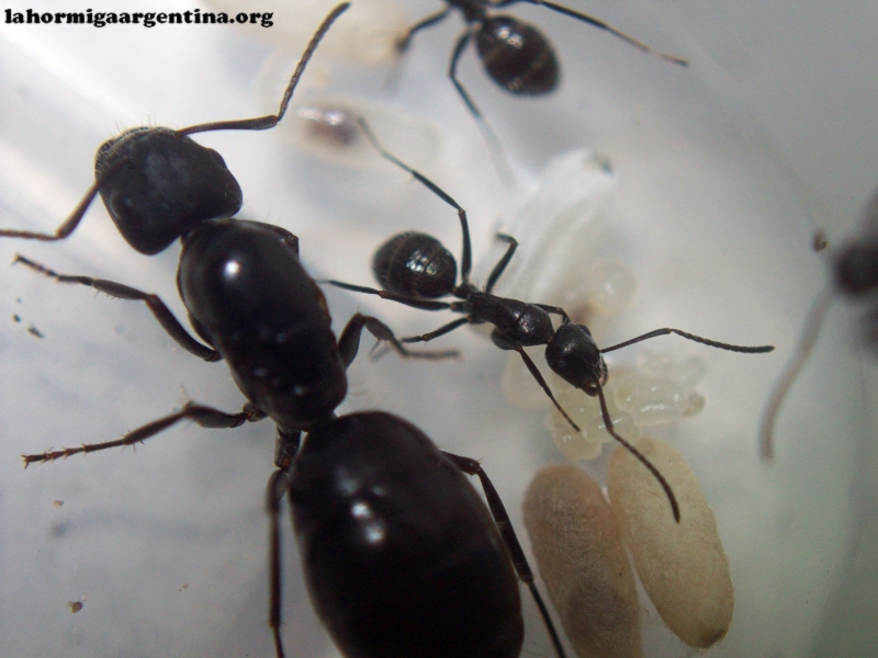 Camponotus sp (Lucrecia)_11_Mar_2
