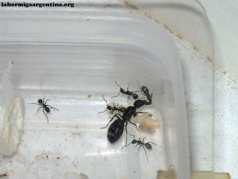 Camponotus sp (Lucrecia)_11_Mar_3