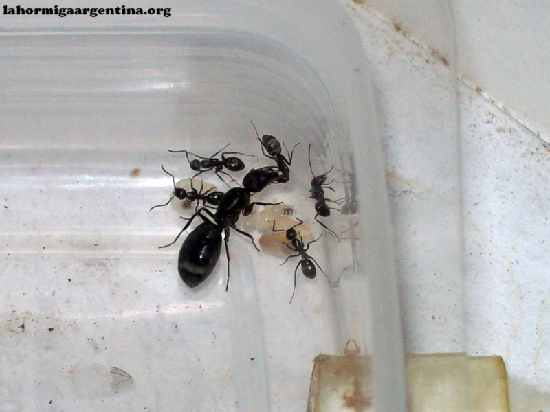 Camponotus sp (Lucrecia)_11_Mar_4