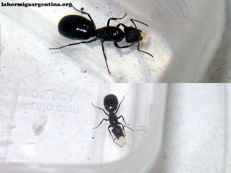 C_sp_(Lucrecia)_20_Ene_1