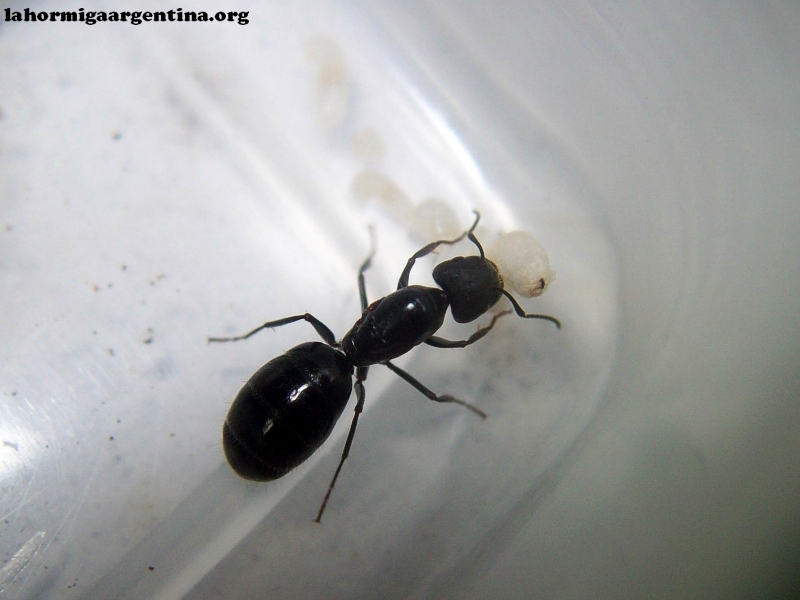 Camponotus sp (Lucrecia)_20_Feb_1