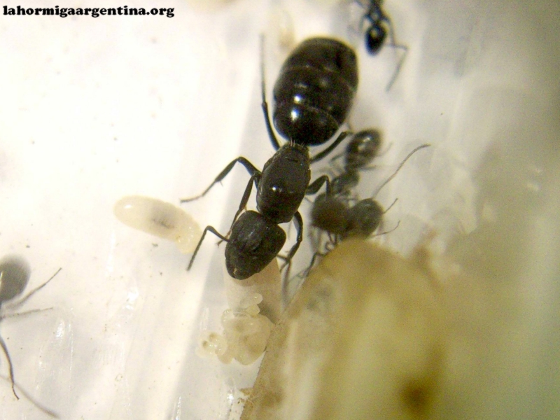 Camponotus sp (Lucrecia) 28_Sep_16