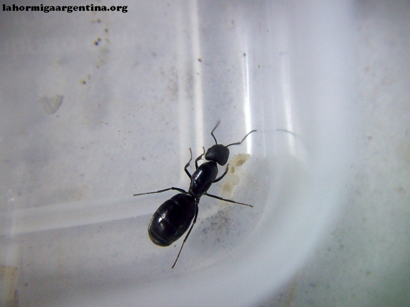Camponotus sp (Lucrecia)_7_Feb_3