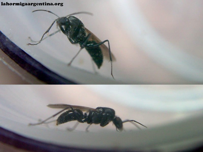 Macho Camponotus sp