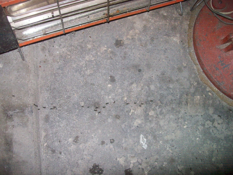 Camponotus_mus_6