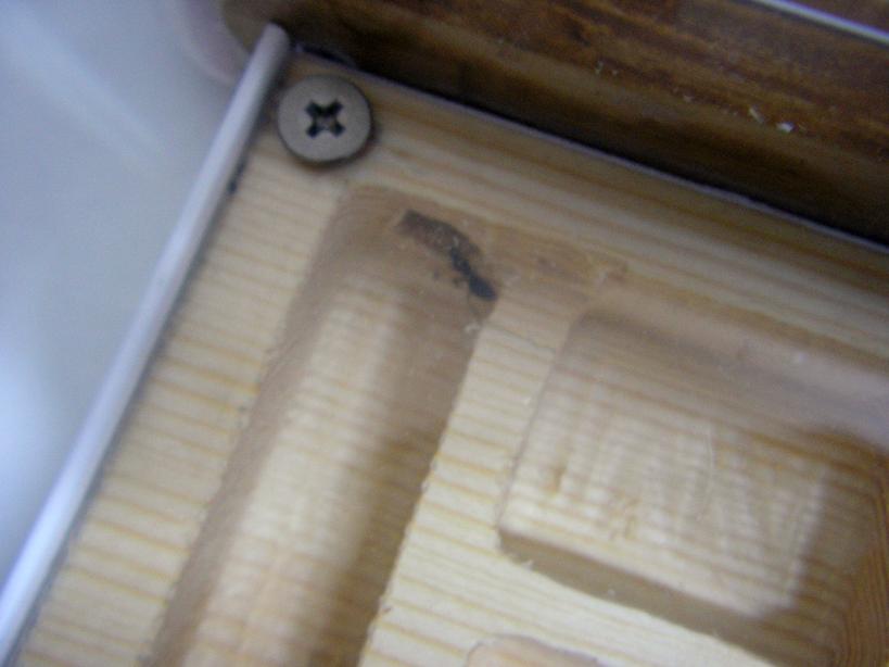 camponotus2