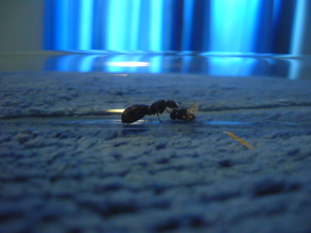 camponotus mus