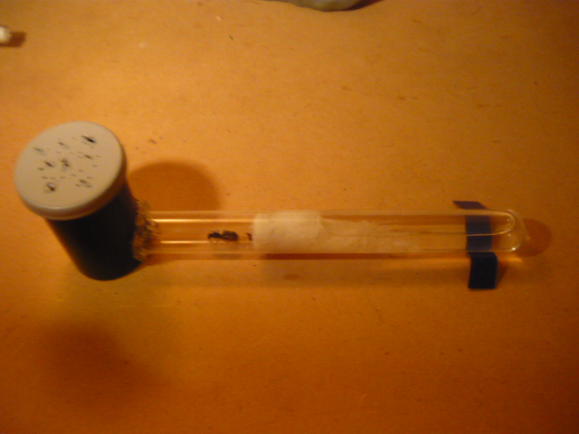tubo de camponotus mus