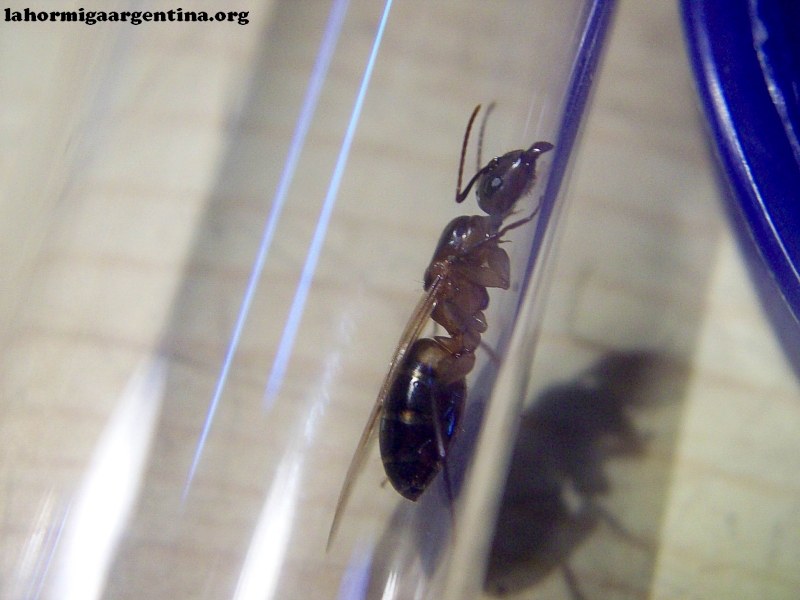 Reina C. substitutus_xf_2