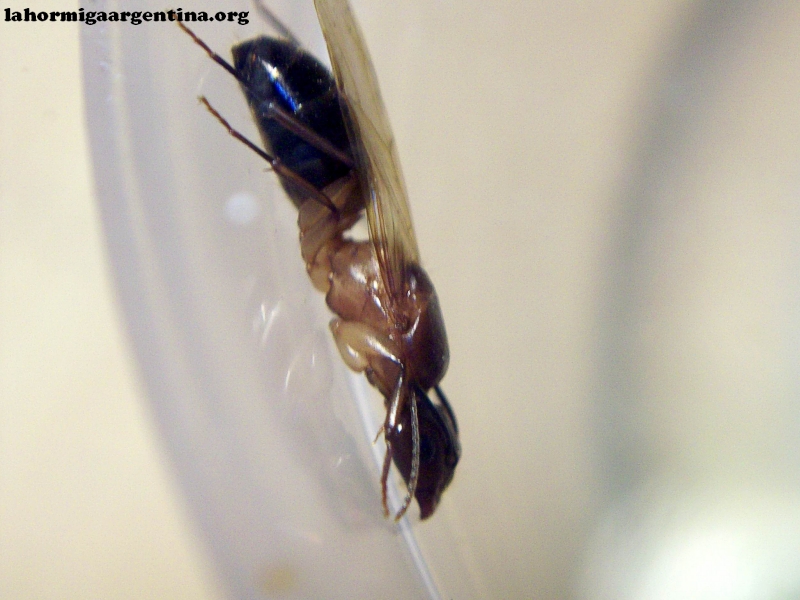 Camponotus substitutus_z1
