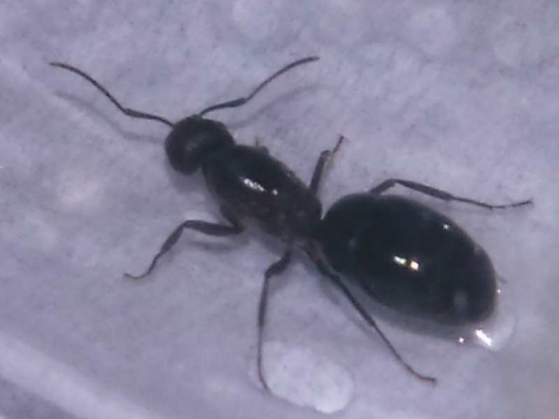 Reina C. sp_1