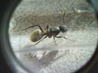 MI reina de Camponotus Mus