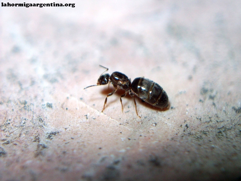 Reinas Brachymyrmex_xf_1