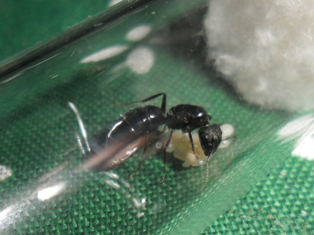 Reina 2 Camponotus Sp.1