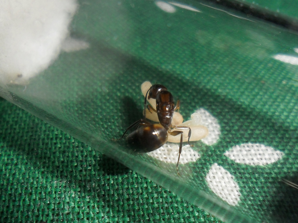 Reina 1 Camponotus Sp2