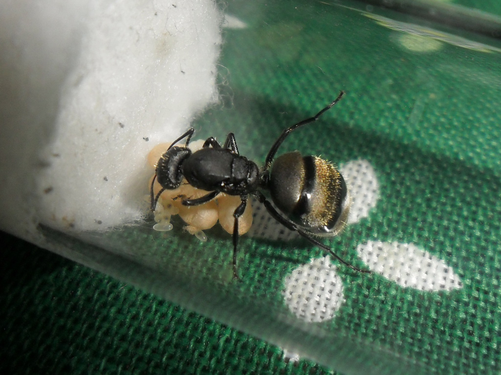 Reina 5 Camponotus Mus