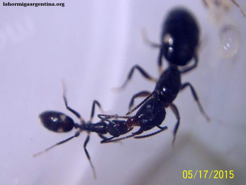 C. sexguttatus #2 18 Mayo 2015 (Jazmin) 1