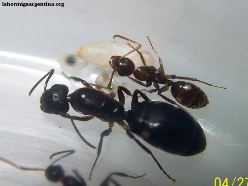 Camponotus sexguttatus #1 (Jazmin 28 Abril 2015)