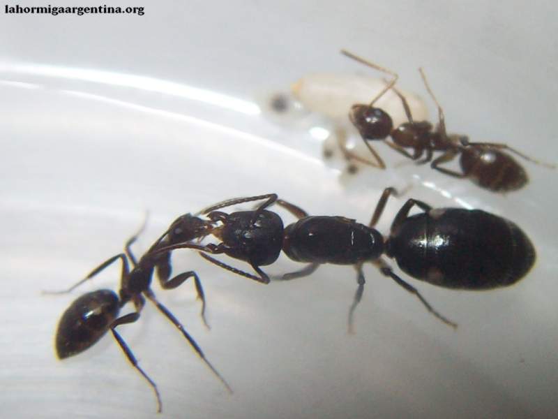 Camponotus sexguttatus #2 (Jazmin 28 Abril 2015)