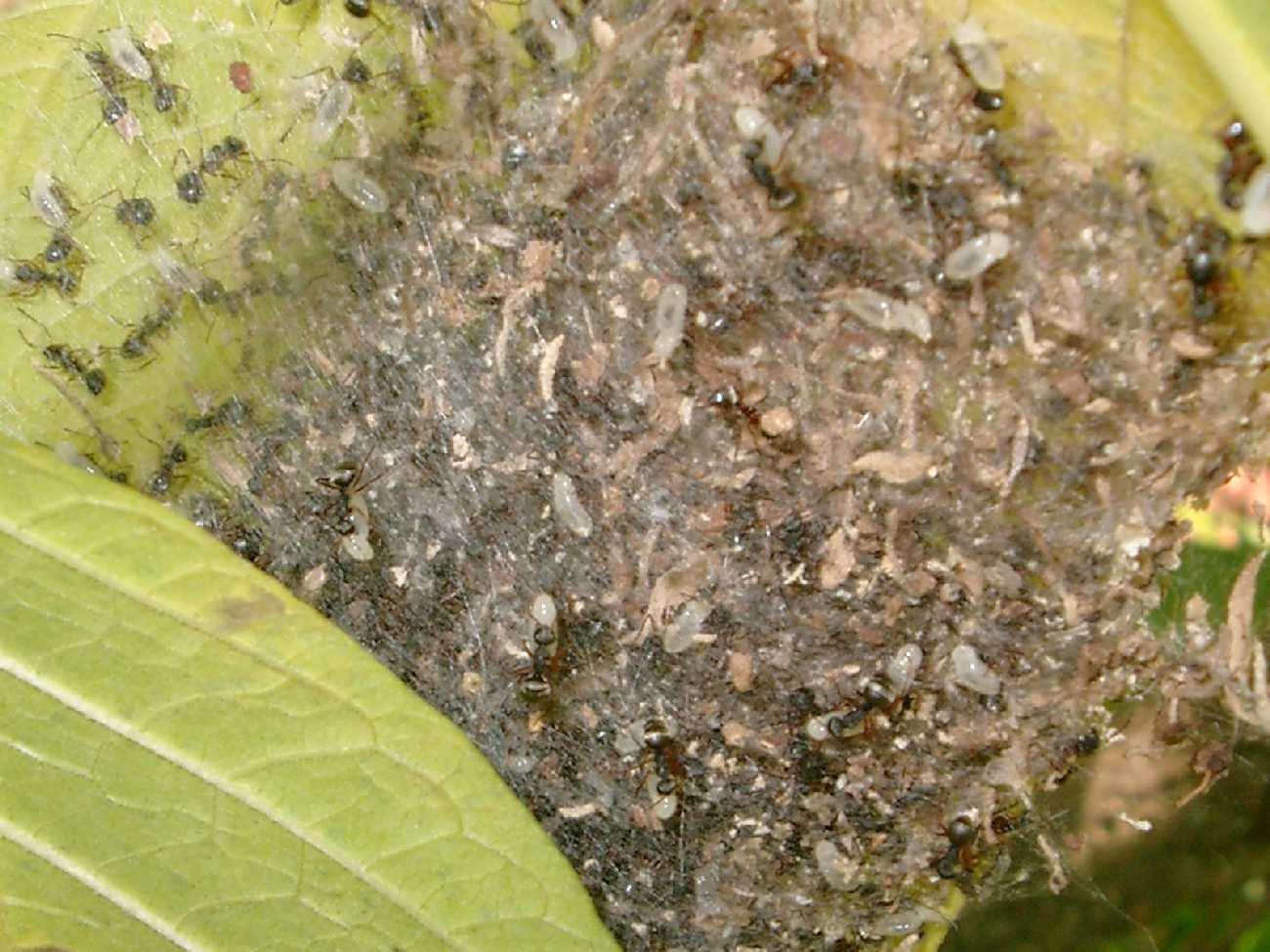 Larvas de camponotus senex ilando el nido de seda