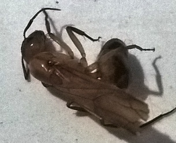 Reina de C.Festinatus
