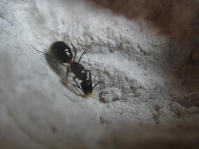 Camponotus?