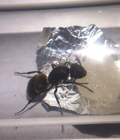 camponotus mus