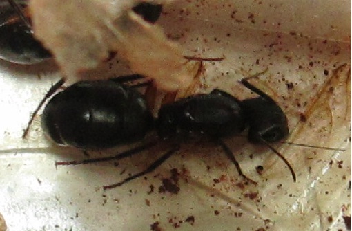 Camponotus negra