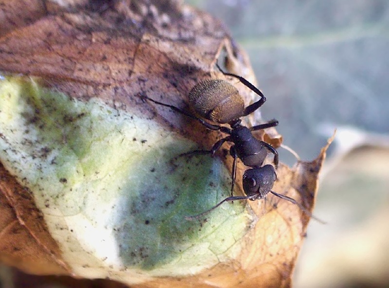 Obrera de hormiga carpintera o Camponotus Mus