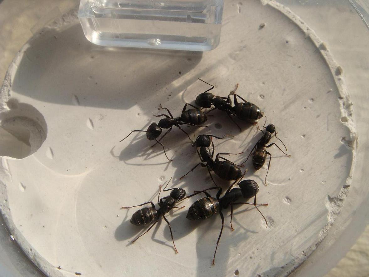 camponotus pensylvanycus