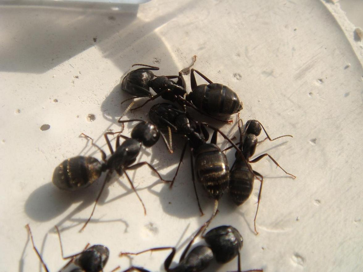 camponotus pensylvanycus
