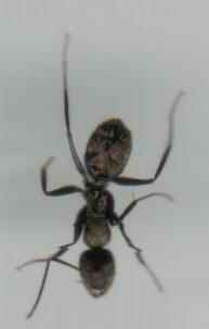 Hormiga de Zauron