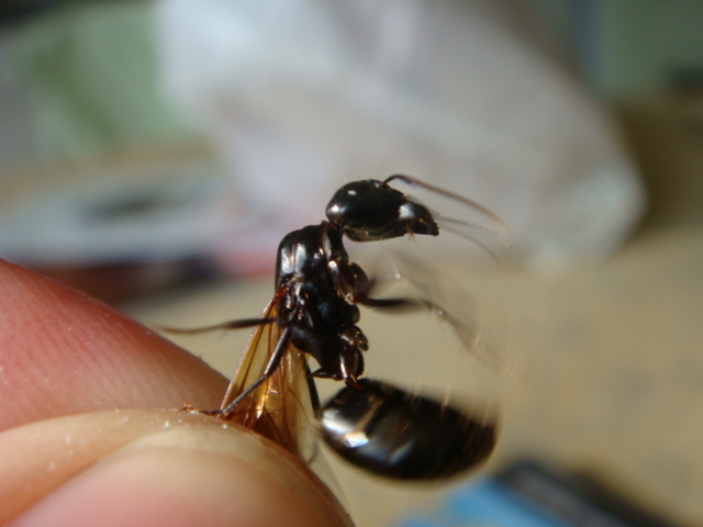 camponotus pensylvanycus