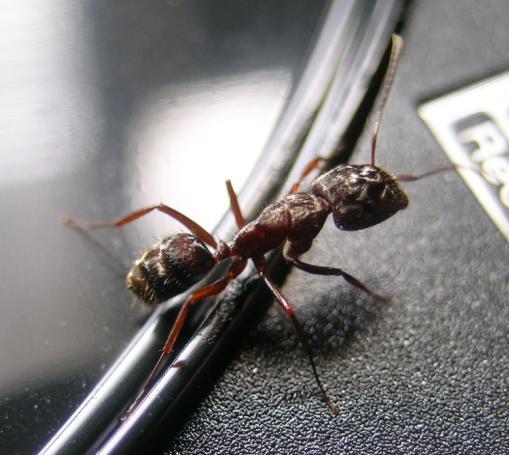 camponotus  sp