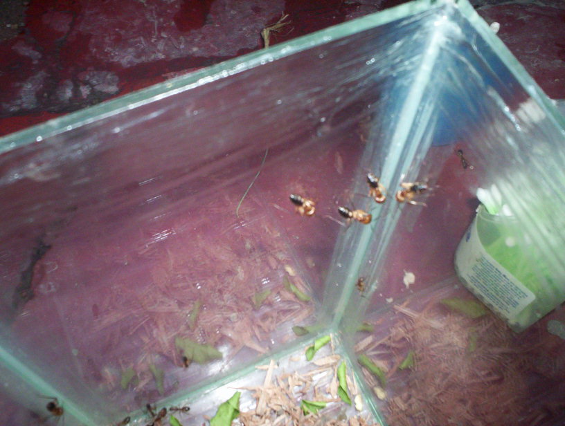 CAMPONOTUS??