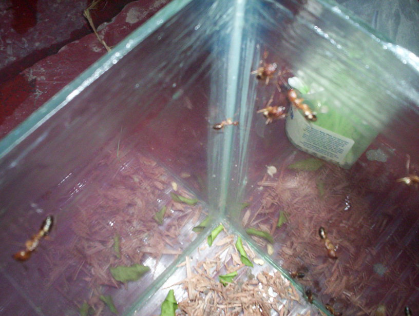 CAMPONOTUS????